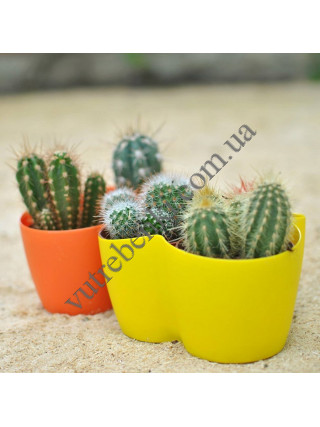 Вазон кактусник на 3 рослини (теракот)